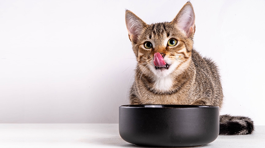 無穀物貓糧全解析-好處-壞處-推薦品牌及轉換貼士